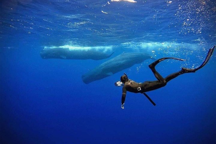 Snorkeling with Whales in Mirissa - Photo 1 of 8